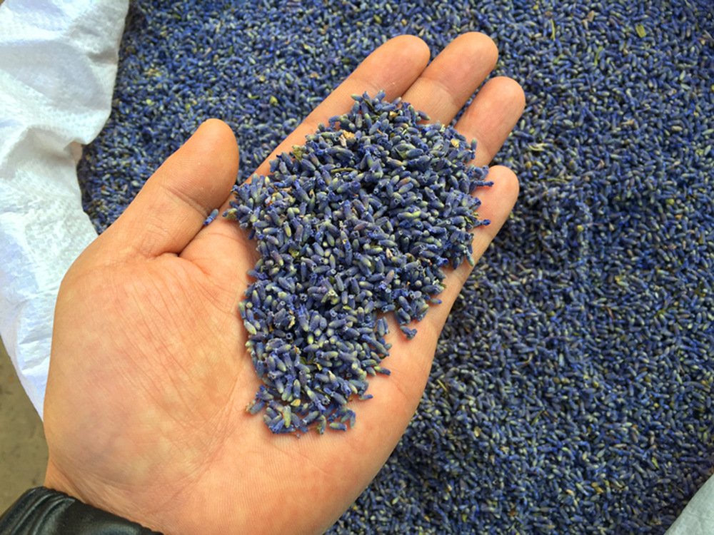 TooGet Fragrant Lavender Buds Natural Dried Flowers Wholesale, Ultra Blue Grade - 1 Pound