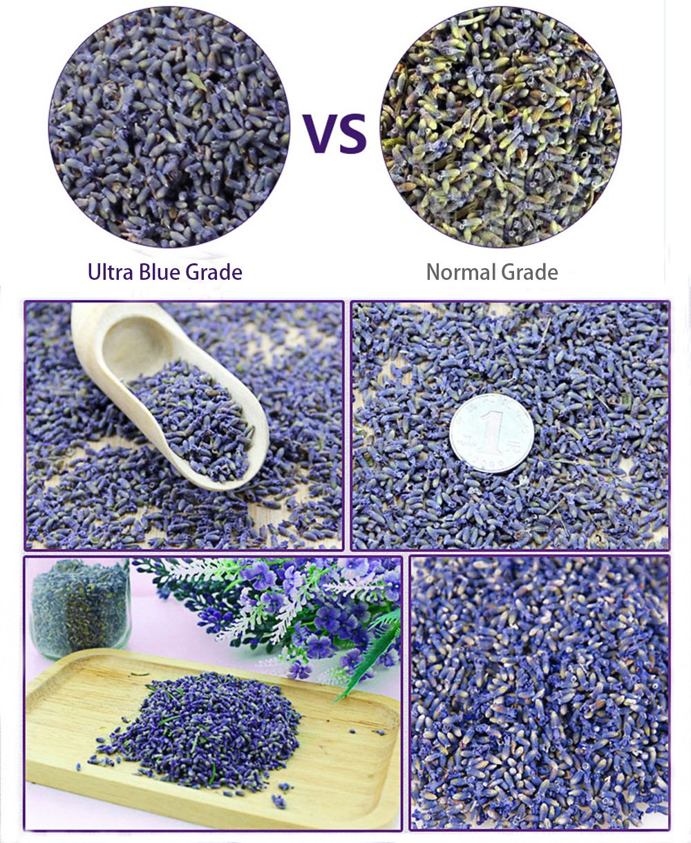 TooGet Fragrant Lavender Buds Natural Dried Flowers Wholesale, Ultra Blue Grade - 1 Pound